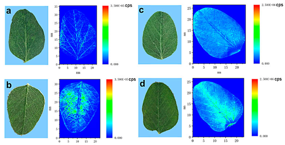 光聲無標(biāo)記成像與傳統(tǒng)熒光標(biāo)記法信噪比對比圖 光聲無標(biāo)記成像與傳統(tǒng)熒光標(biāo)記法信噪比對比圖